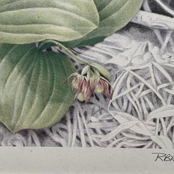 Vintage Framed Botanical Print Signed R. Brown Lady Slipper Artist Note Cottage - Picture 12 of 16